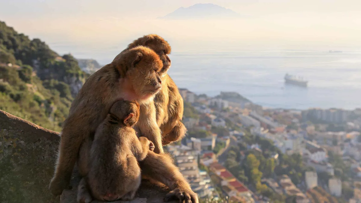 Barbary macaque on the Upper Rock, visited on a Gibraltar and Mijas day trip from Málaga